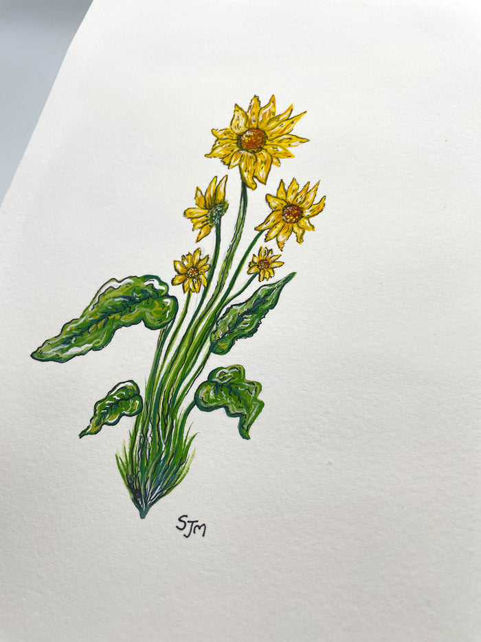 “5 Flowers - Arrowleaf Balsamroot” Original Gouache and Pen Painting