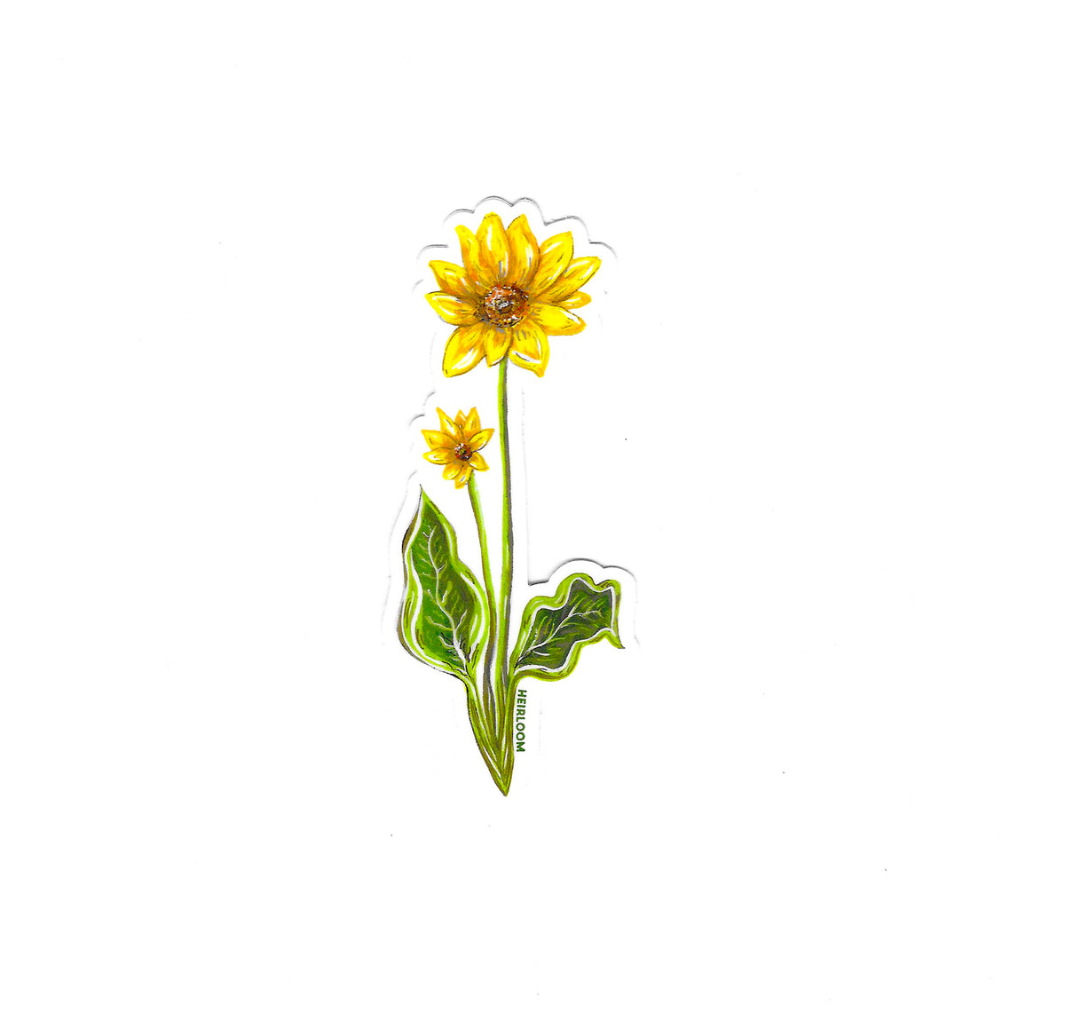 Arrowleaf Balsamroot Wildflower Sticker