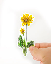 Arrowleaf Balsamroot Wildflower Sticker